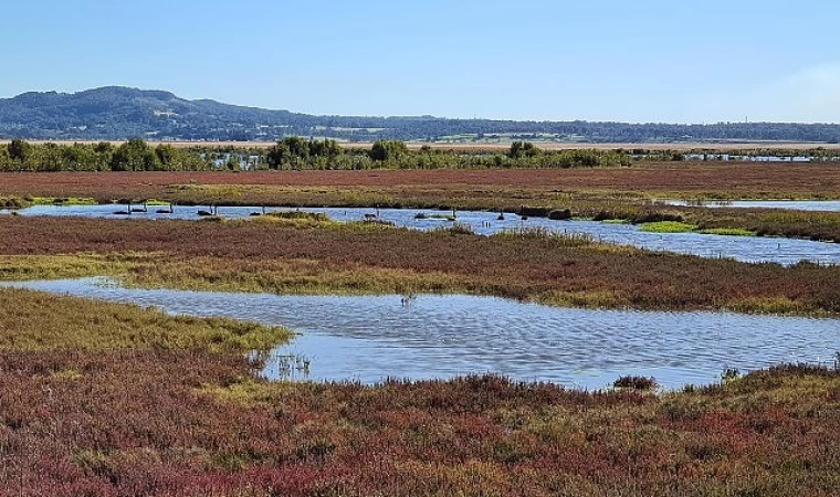 Sulak Alanları Onarma Zamanı