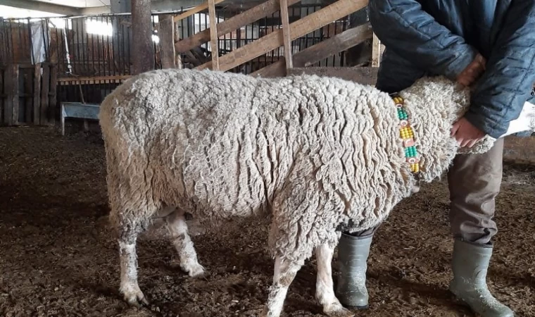 Üretici çiftçiden ’bağış şartlı’ örnek davranış... Koçunu verecek!