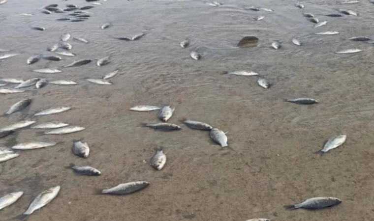Batman Gercüş’te binlerce balık telef oldu