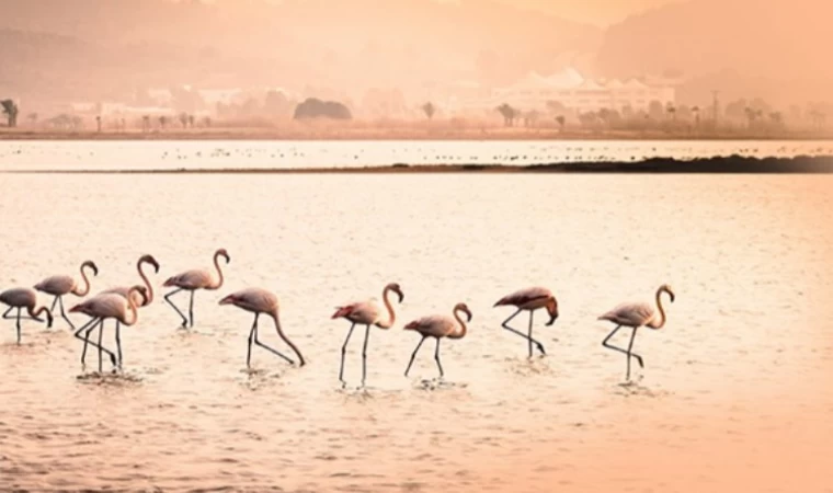 Milas Tuzla Sulak Alanı’nda ÇED’in olumlu kararına iptal!