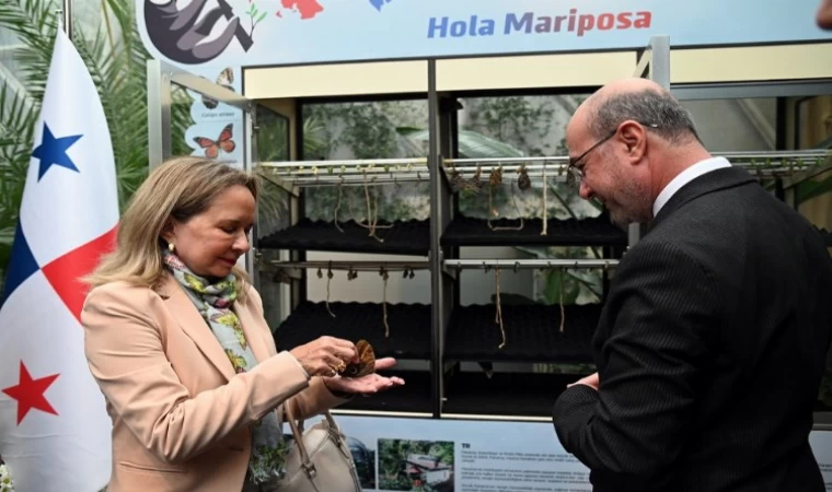 Panama kelebekleri Konya’da kanat çırptı... Kelebeklerin yeni cenneti olacak