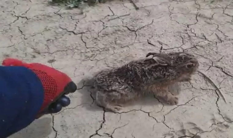 Davetsiz misafiri eliyle besledi, doğaya saldı