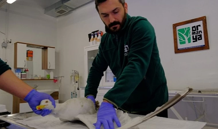 Yaralı martıya Büyükşehir şefkati