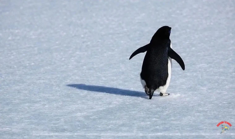 Sürüden ayrılan penguen öldü mü? Nihilist penguen olayı neydi?