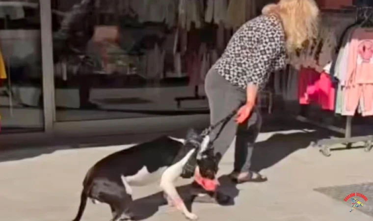 Esenyurt'ta pitbull dehşeti! Sahibi kaçmaya çalıştı