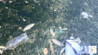 Büyükçekmece Gölü'nde Balıklar Neden Ölüyor?