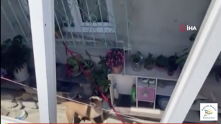 İki Pitbull Genç Kızı Parçaladı! İşte O Görüntüler!