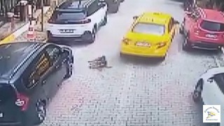 Köpeği Ezdi ve Kaçtı