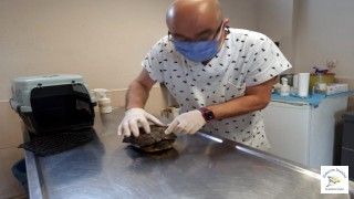 Maltepe'de kaplumbağanın inanılmaz kurtuluşu