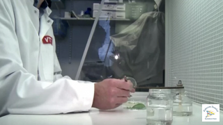 Artık Kahve de Laboratuvardan Çıkacak