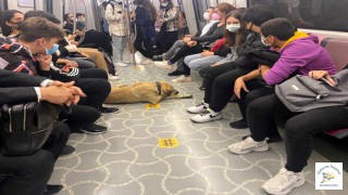 İstanbul'un Gezgin Köpeği Bu Sefer Ataşeehir'de Ortaya Çıktı