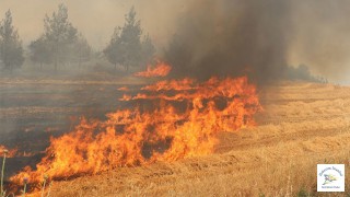 Buğday tarlalarımız yanıyor