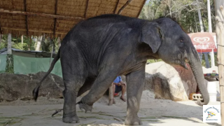 Yaşlı kadını öldüren fil öyle bir şey yaptı ki