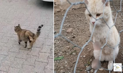 İstanbul'da onlarca kedinin bacağını kestiler