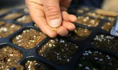 Muğla’da yerel tohumlar dağıtılıyor