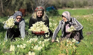 Nergis hasadı yüzleri güldürdü