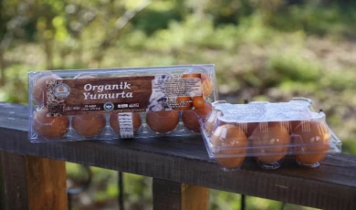 Ordu, yumurtada Araplar’a çalışıyor