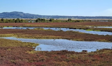 Sulak Alanları Onarma Zamanı