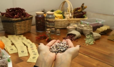 Tohum takas günleri başlıyor