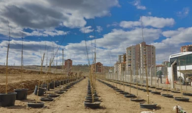 4 bin 500 çınar fidanı Melikgazi’ye ağaç olacak