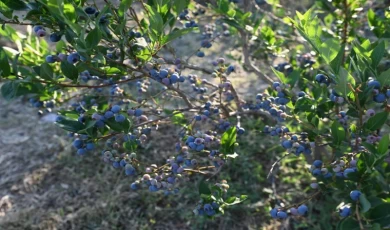 Bursa’da hibeli fide fidan başvuruları başladı