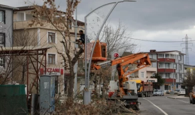 İzmit’te ağaç budama çalışmaları sürüyor