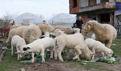 İzmit’te hibe hayvanlar yavrulamaya başladı