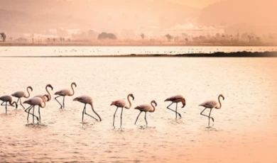 Milas Tuzla Sulak Alanı’nda ÇED’in olumlu kararına iptal!