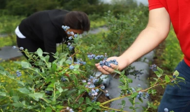 Ordu’dan mavi yemiş atağı