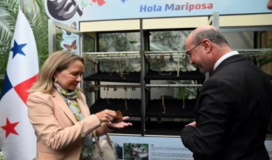 Panama kelebekleri Konya’da kanat çırptı... Kelebeklerin yeni cenneti olacak