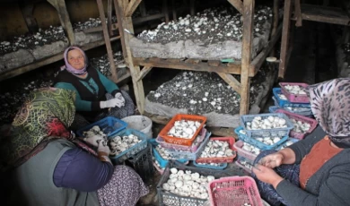 Üretim kaybı ve ilaç kullanımı önlenecek