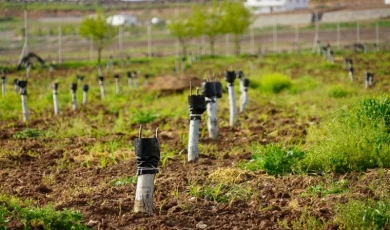 Diyarbakır’da fıstık ve ceviz ağaçları aşılanıyor