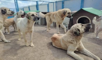 Kayseri’de can dostlara özel yuva