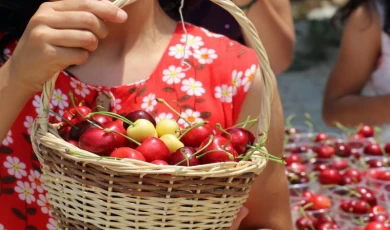 Bayındır’da kirazlarla 11. buluşma