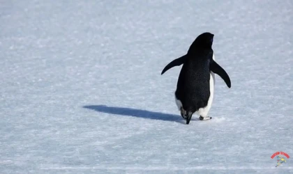 Sürüden ayrılan penguen öldü mü? Nihilist penguen olayı neydi? Sürüden ayrılan penguen öldü mü? Nihilist penguen olayı neydi?