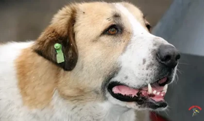 İstanbul kuduz başvurusu 2025 verileri açıklandı! İşte listenin balındaki ilçe 