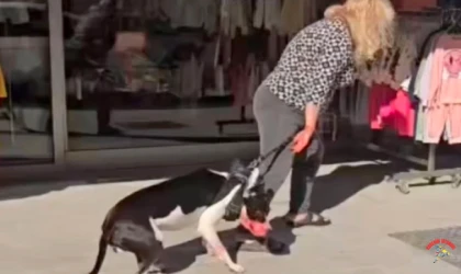 Esenyurt'ta pitbull dehşeti! Sahibi kaçmaya çalıştı