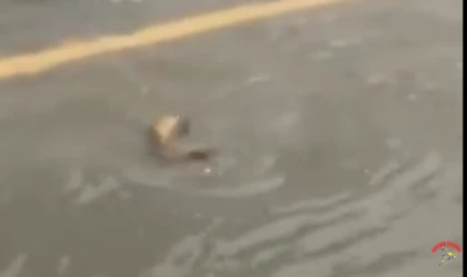 İstanbul'da trafikte görülmemiş anlar! Sürücü balığa yol verdi